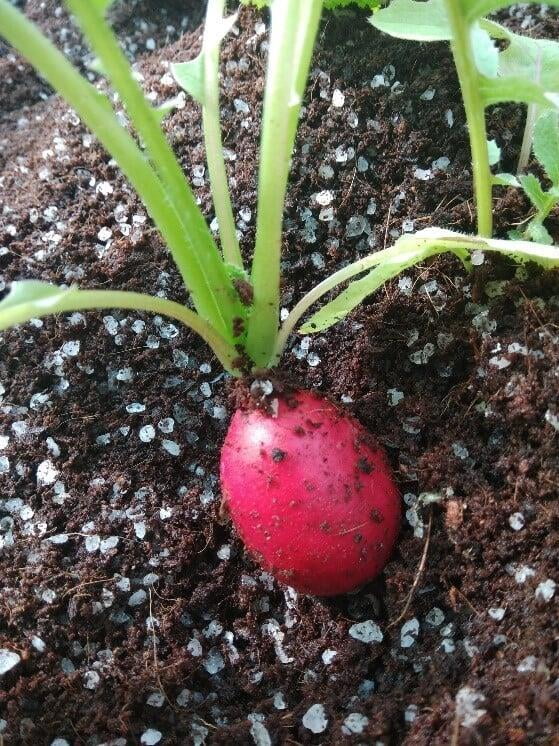 Growing table radish with cocopeat in a grow-bed